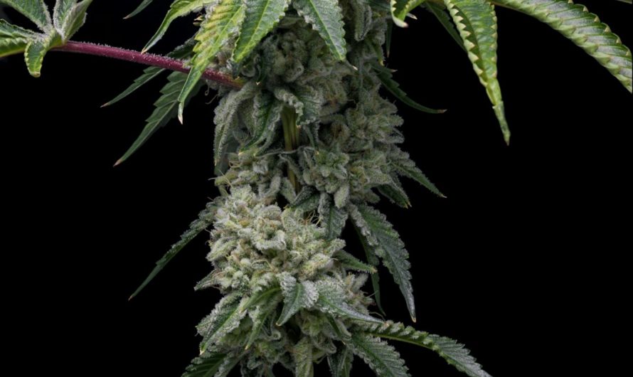 Prague has become a vibrant hub for cannabis enthusiasts, offering a wide range of THC‑rich vapes, medical marijuana, and hemp‑derived products