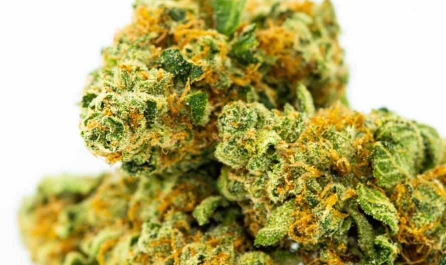 Prague Cannabis Shop