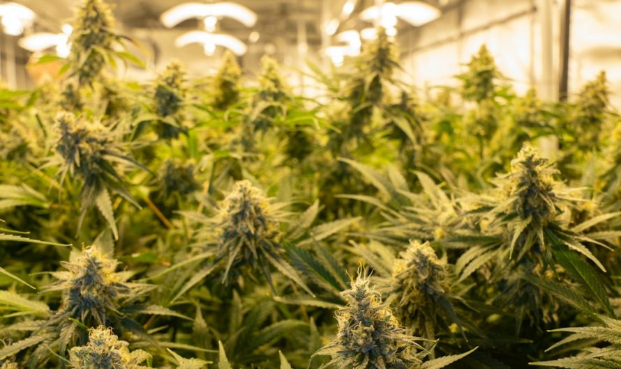 THC Chocolate Delivery in Prague: Fast, Discreet, and Legal