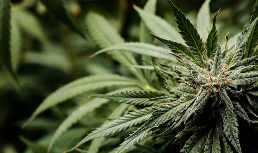 Looking for the best THC joints in Prague?