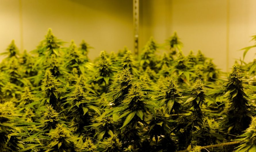 Prague’s Premier Online Cannabis Delivery