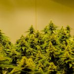 Welcome to the premier destination for THC joints and a full range of cannabis products in the heart of Prague img-2175.jpg