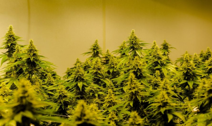 Welcome to the premier destination for THC joints and a full range of cannabis products in the heart of Prague