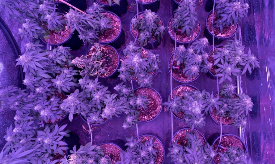 Prague Cannabis Delivery: Reliable, Affordable, and Discreet Service