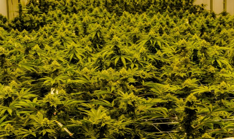 Hemp Delivery Prague: Online Shop for Hemp, CBD, and THC Products
