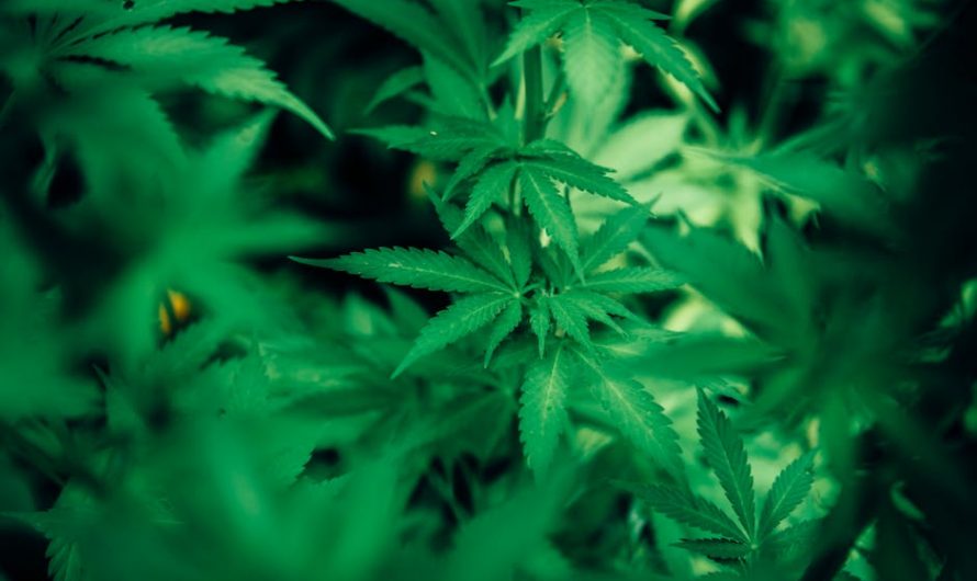 Prague Cannabis Market at a Glance