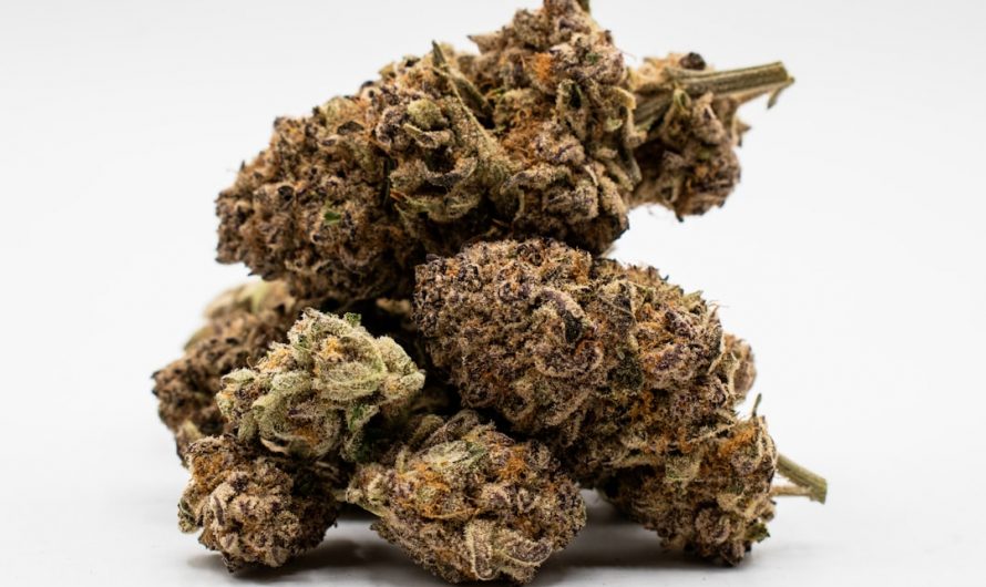 Prague’s New Town (Nové Město) is rapidly becoming a hub for the hemp industry