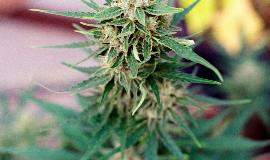 Prague Vape Shop: Reliable Source of High‑Quality THC Vape and Cannabis Vape