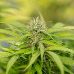 Prague has become a vibrant hub for cannabis enthusiasts img-2200.jpg