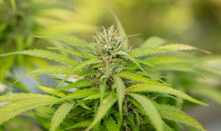 Prague has become a vibrant hub for cannabis enthusiasts
