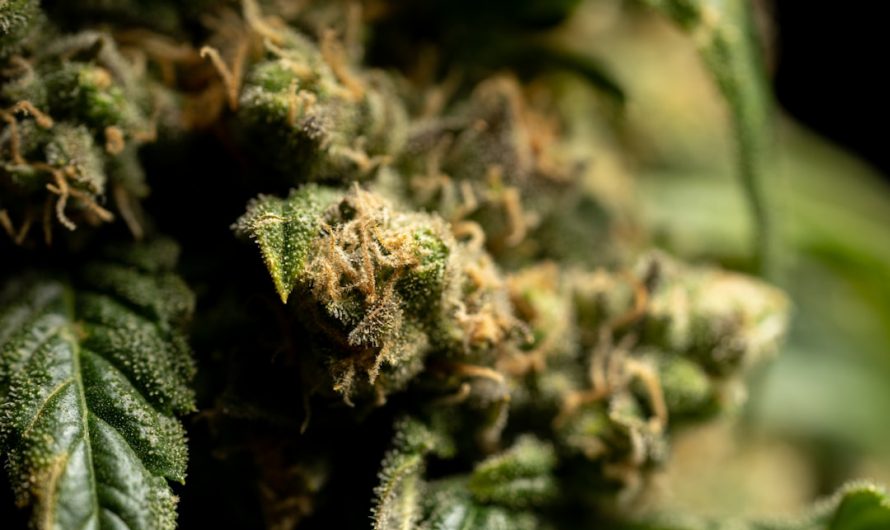 Prague has become a hub for quality cannabis‚ marijuana‚ hemp‚ and THC products