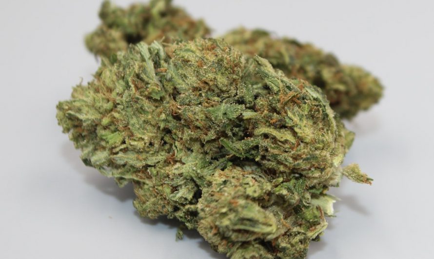 Prague Cannabis Dispensary – Premium Strains & Accessories