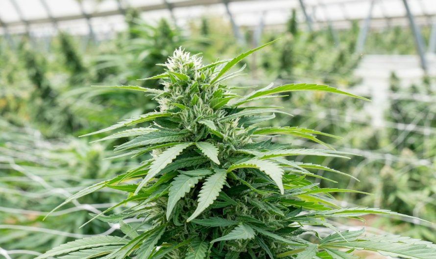 Welcome to the premier marijuana dispensary in the heart of Prague