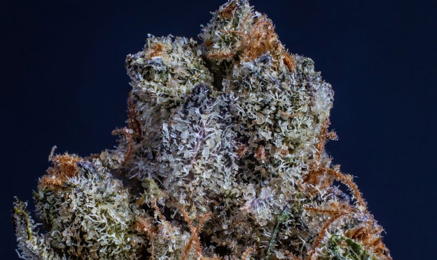 Welcome to the premier online destination for cannabis marijuana and THC products in Prague