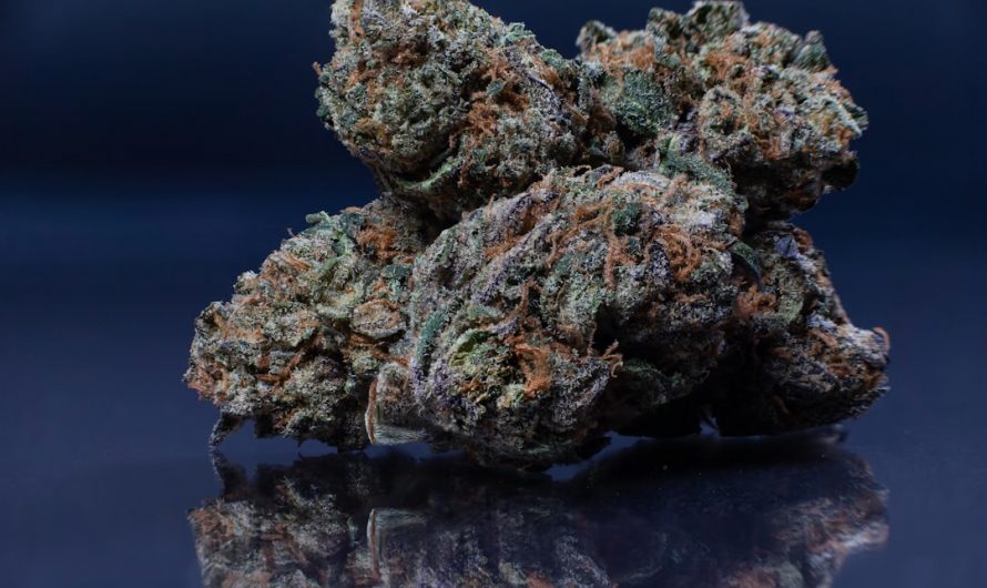 Premium Cannabis in Prague