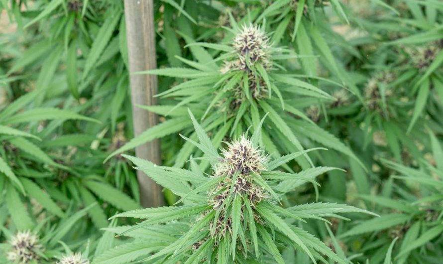 Looking for a reliable way to buy THC joints in Prague?