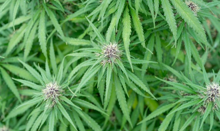 Looking for the finest cannabis‑infused chocolate delivered straight to your doorstep in Prague?
