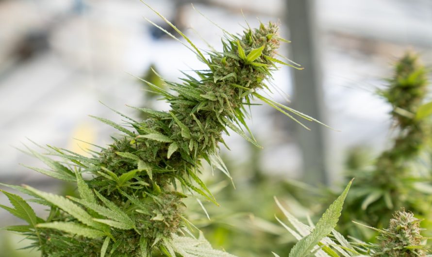 Fast Bud Delivery in Prague