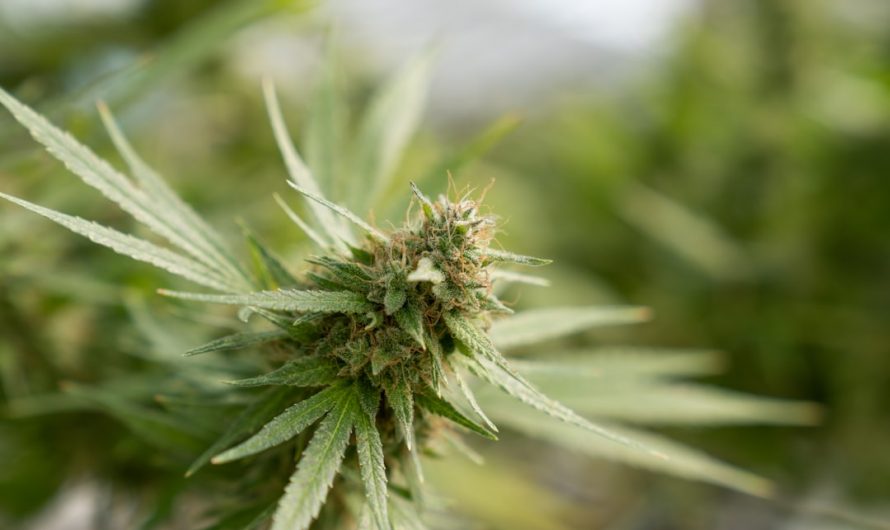Ultimate Guide to Buying THC Joints in Prague