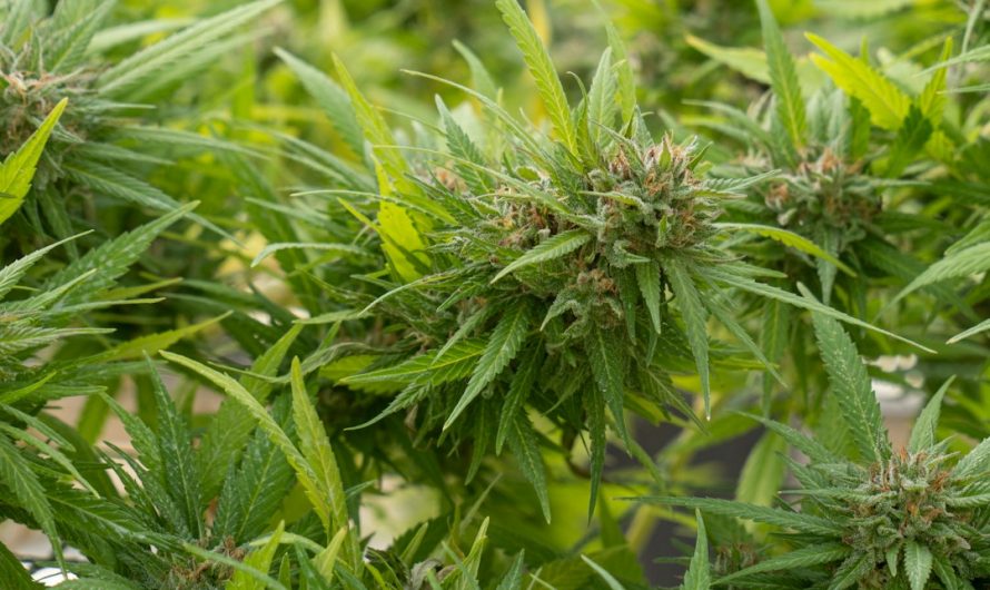 Looking for the best place to buy cannabis‚ marijuana‚ hemp‚ THC‚ or weed in Prague?