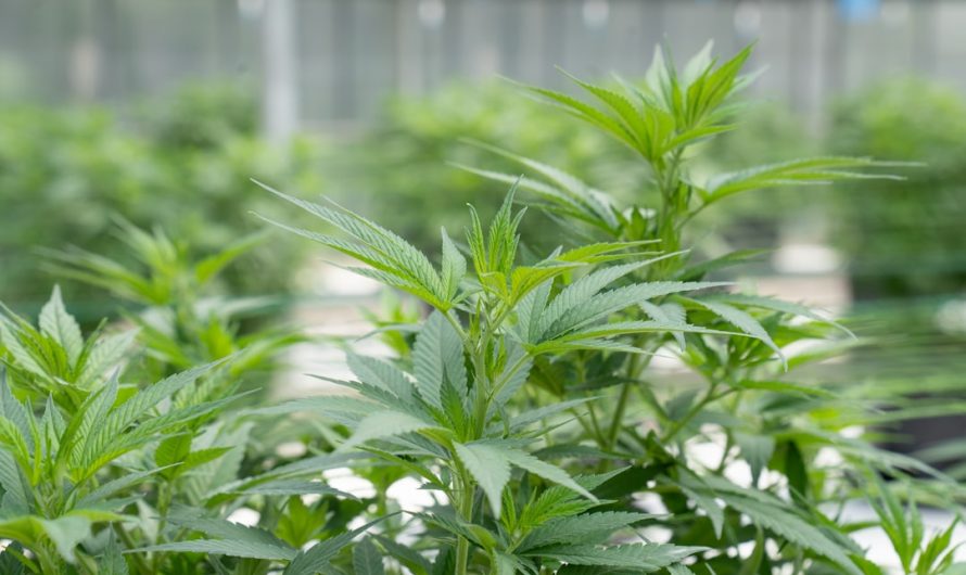 Welcome to Prague’s premier weed collection center