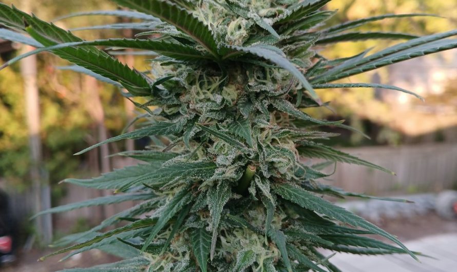 Prague Cannabis Shop: Premium Quality, Variety, and Affordability