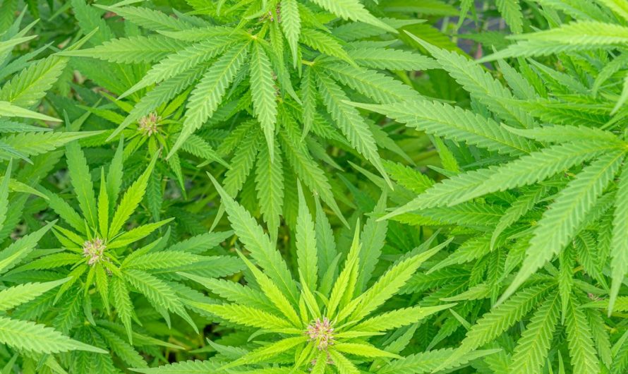 Prague’s Cannabis Culture
