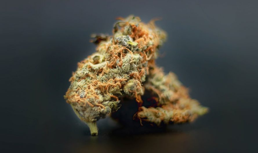 Welcome to the premier online destination for THC‑infused chocolate and a full range of cannabis products in Prague