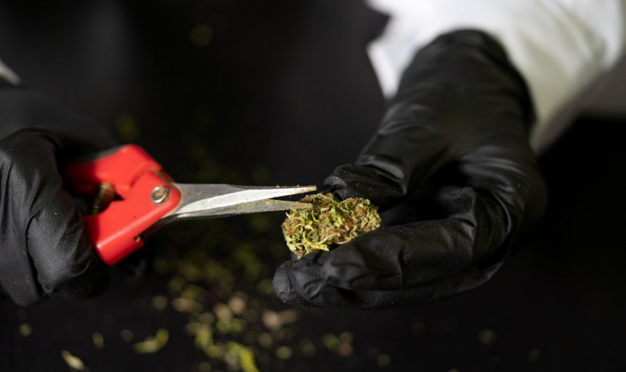 Welcome to the newest destination for cannabis‑infused chocolate lovers in the heart of Prague’s historic New Town