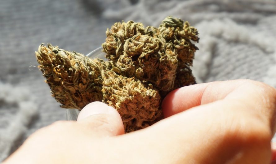 Fastest, Most Reliable Cannabis Delivery in Prague