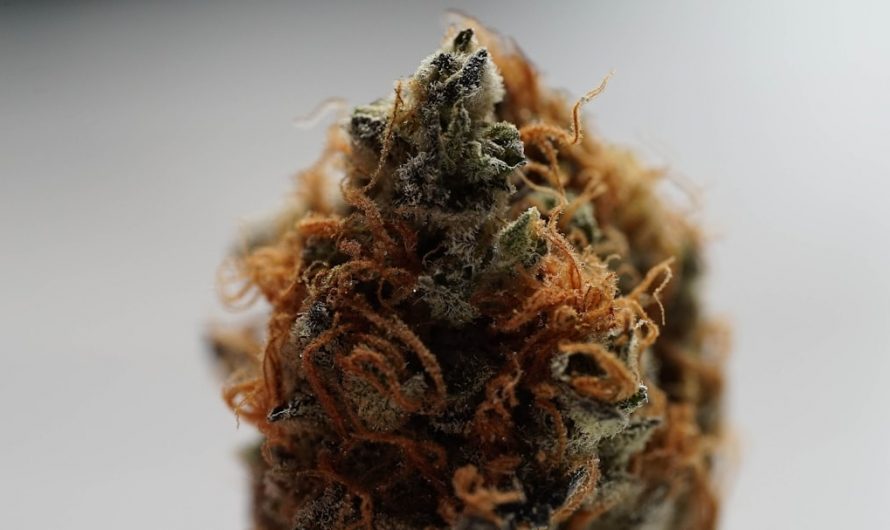 Prague THC delivery service