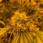 Welcome to Prague’s most trusted online shop for high‑quality THC joints, cannabis, marijuana, hemp, and CBD products img-238.jpg