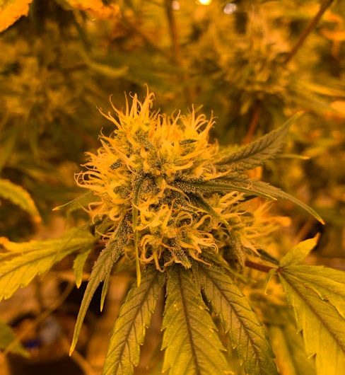 Welcome to Prague’s most trusted online shop for high‑quality THC joints, cannabis, marijuana, hemp, and CBD products