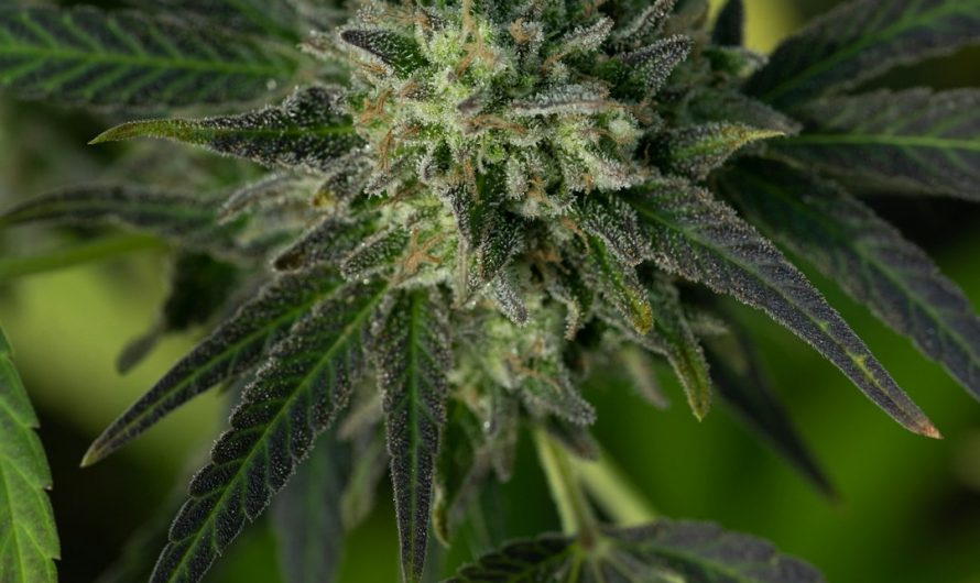 Prague Weed, Marijuana, and Hemp Online Catalog