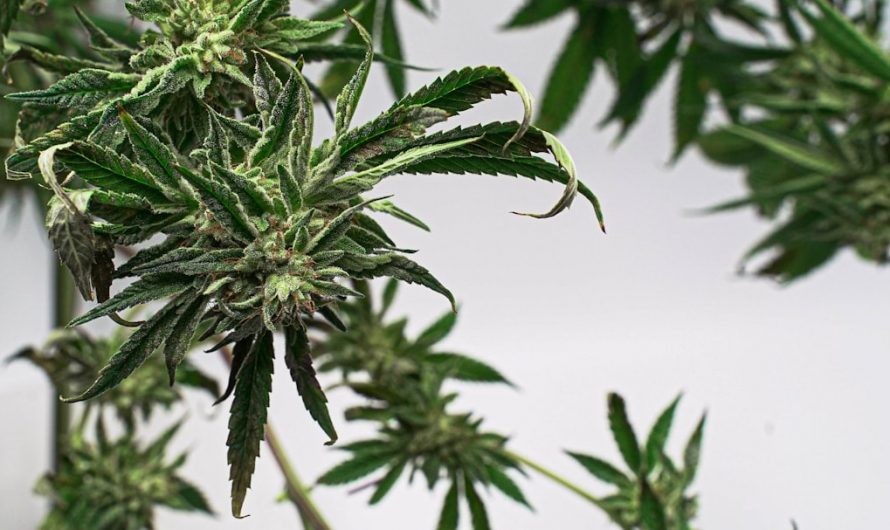 Welcome to the premier cannabis shop in the heart of Prague’s historic New Town