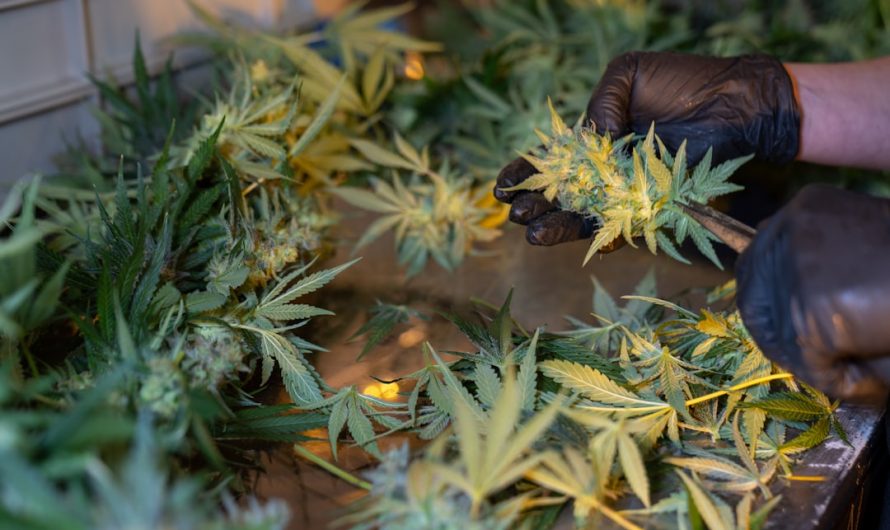 Welcome to the premier destination for high‑quality THC joints and a full spectrum of cannabis products in Prague