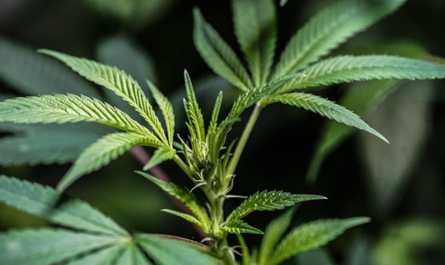 Welcome to the most comprehensive online store for cannabis, weed, hemp, THC, and CBD products in the heart of the Czech Republic.