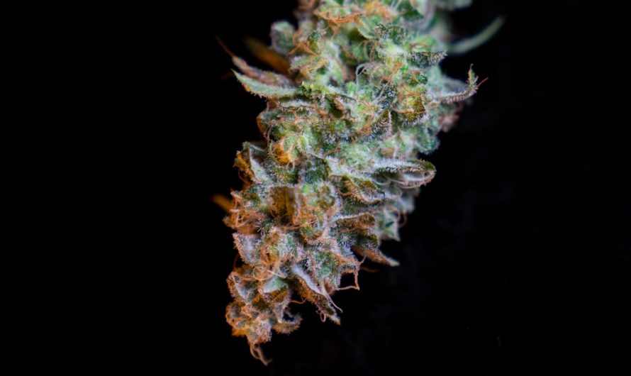 Welcome to the ultimate guide for anyone looking to explore the finest Prague THC chocolate and related cannabis confections