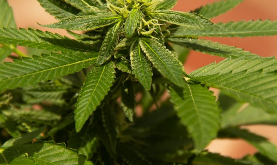 Prague Cannabis Boutique: Premium THC Joints, Hemp, and More