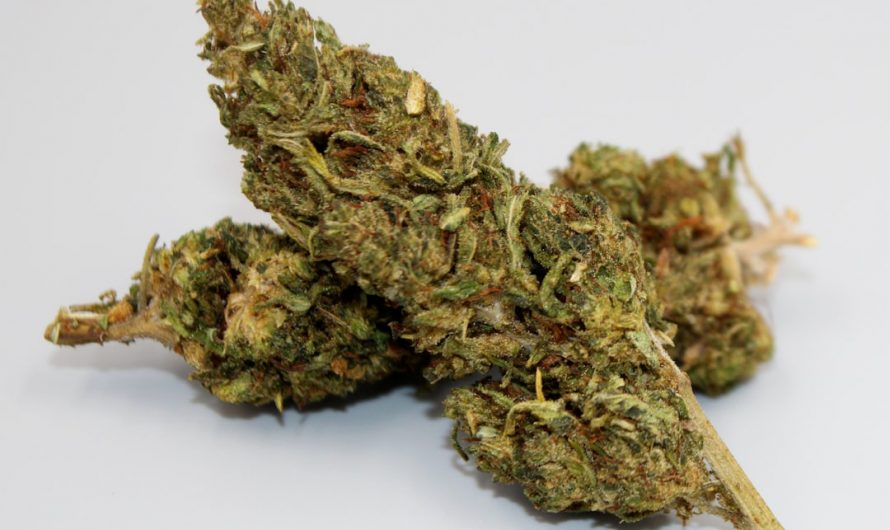 Prague Cannabis Delivery Discreet Fast and Reliable
