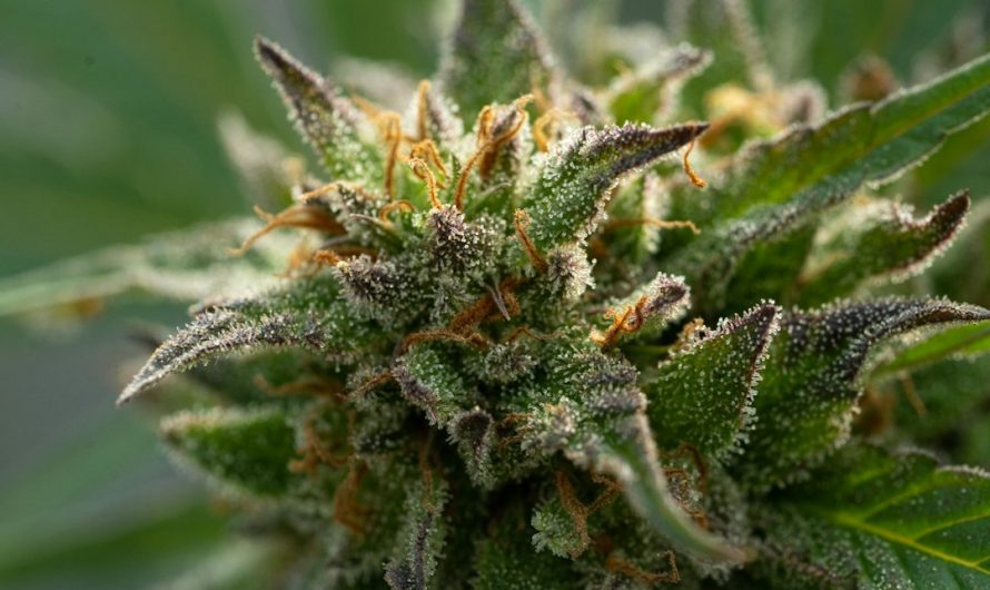 Welcome to the future of cannabis consumption in the heart of Europe