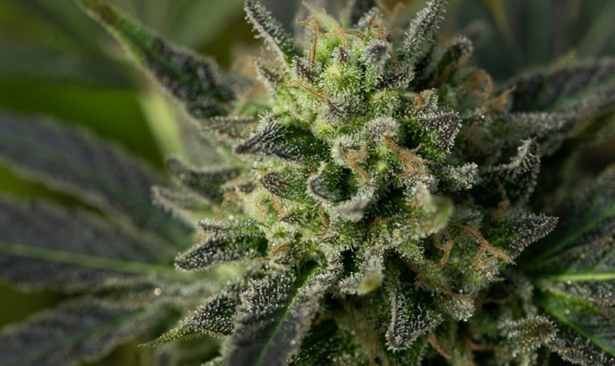 Cannabis Delivery in Prague: Explore and Order Online
