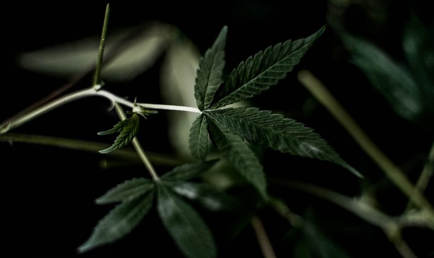 Prague cannabis shop guide