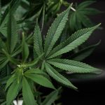 Looking for a reliable THC chocolate shop near me in Prague img-2494.jpg