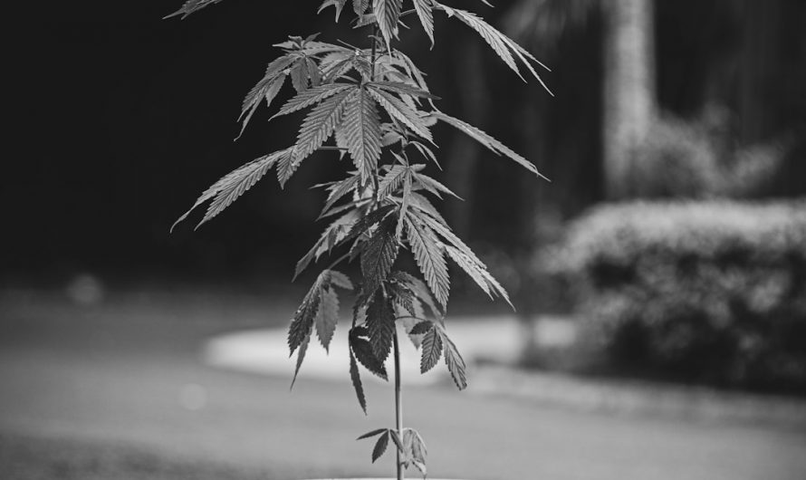 Welcome to the heart of Prague’s growing cannabis scene – a place where organic cannabis meets boutique craftsmanship