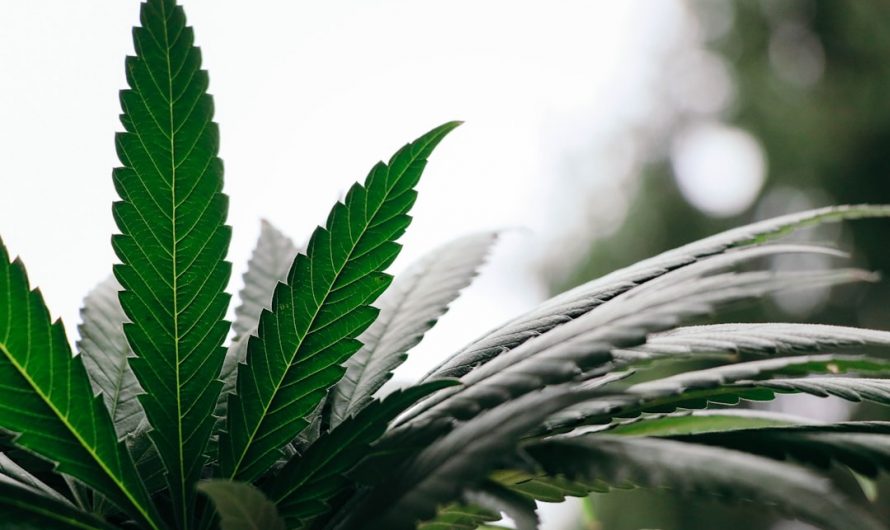 Prague Cannabis Guide