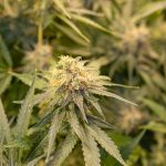 Looking for a reliable way to get high‑quality THC vape products in Prague? img-2519.jpg