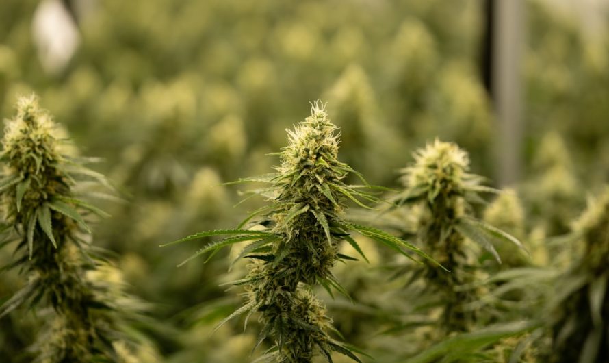 Welcome to the premier hemp boutique in Prague