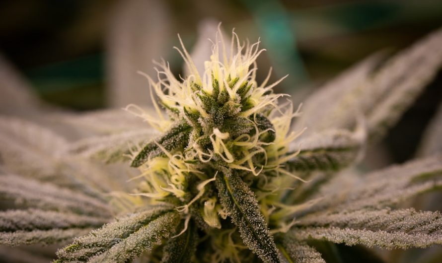 Prague Vape Shop: Your Guide to THC Vape and Cannabis Products
