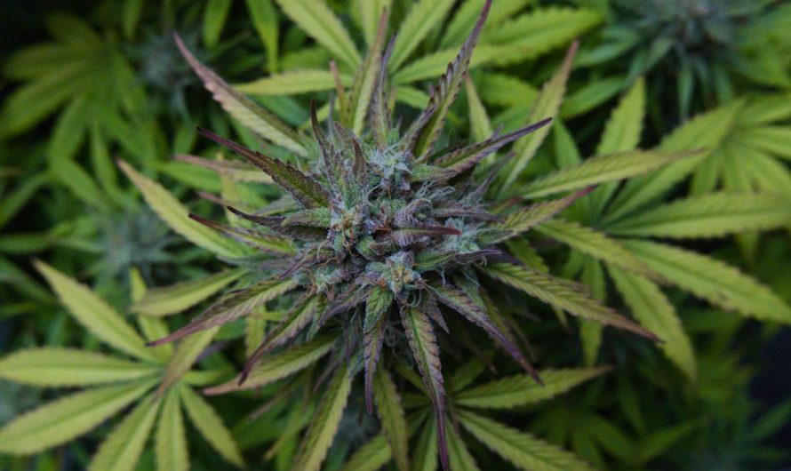 Prague Cannabis Shop: Your Ultimate Guide to THC Deals and Discounts